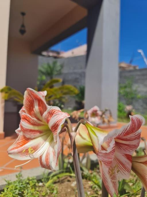 Casa Da Portada Villa Seixal  Ngoại thất bức ảnh